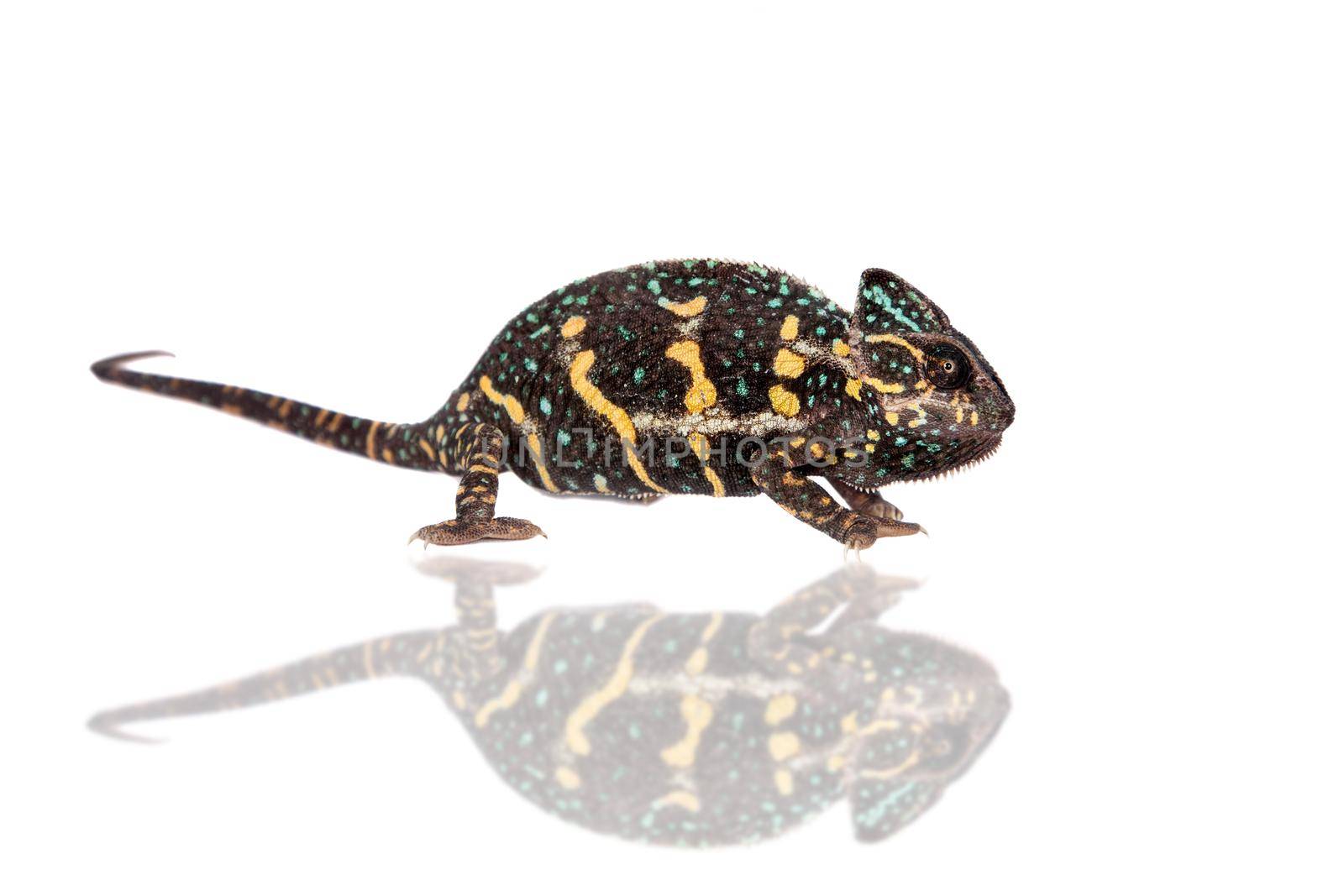 The veiled chameleon, Chamaeleo calyptratus, female isolated on white background