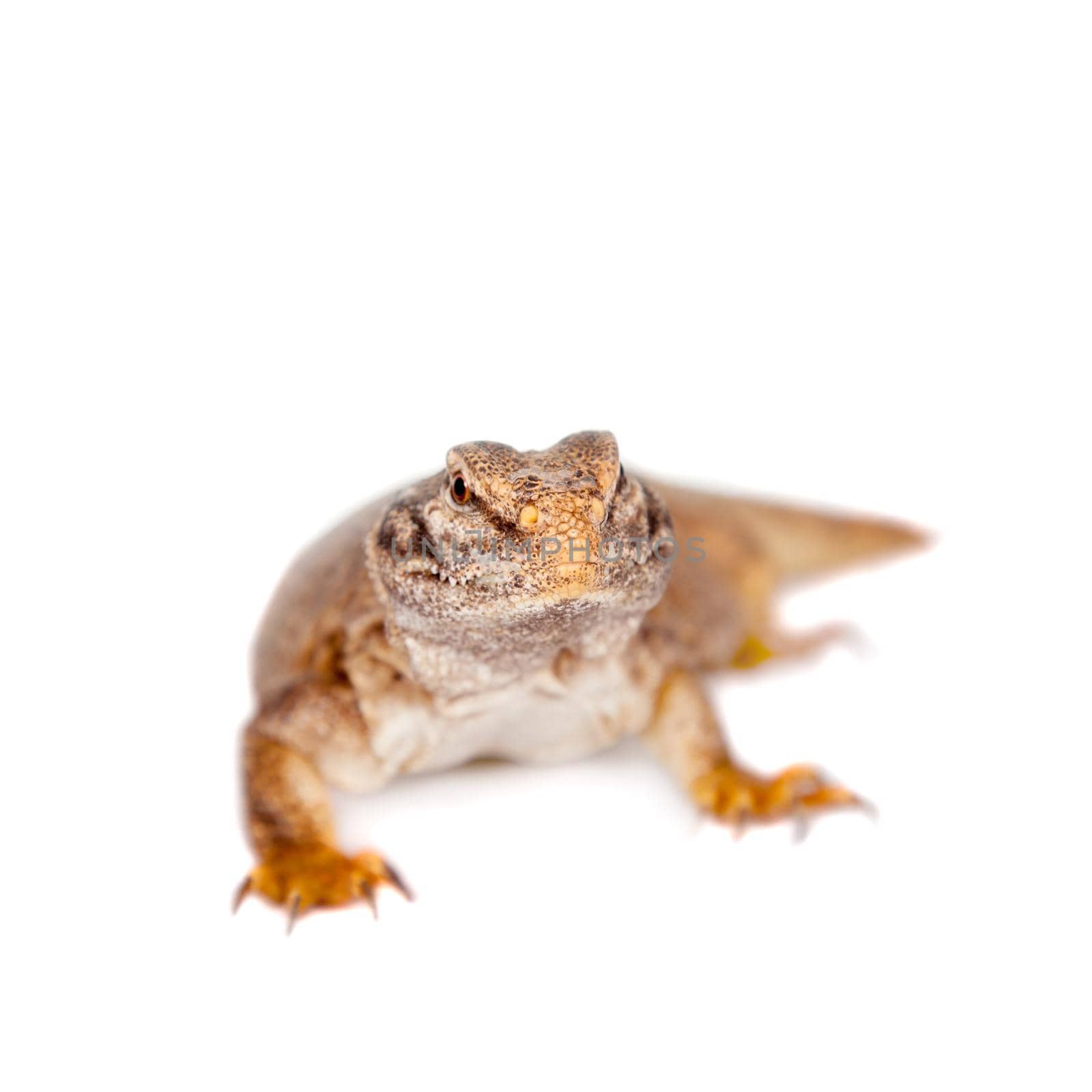 The Sudan Mastigure, Uromastyx dispar isolated on white background