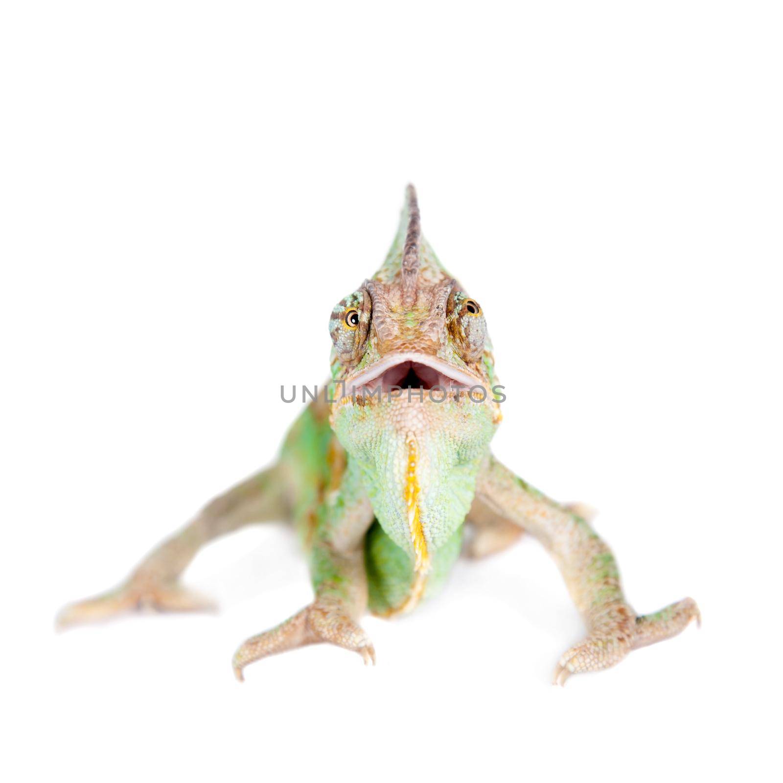 The veiled chameleon, Chamaeleo calyptratus, male by RosaJay