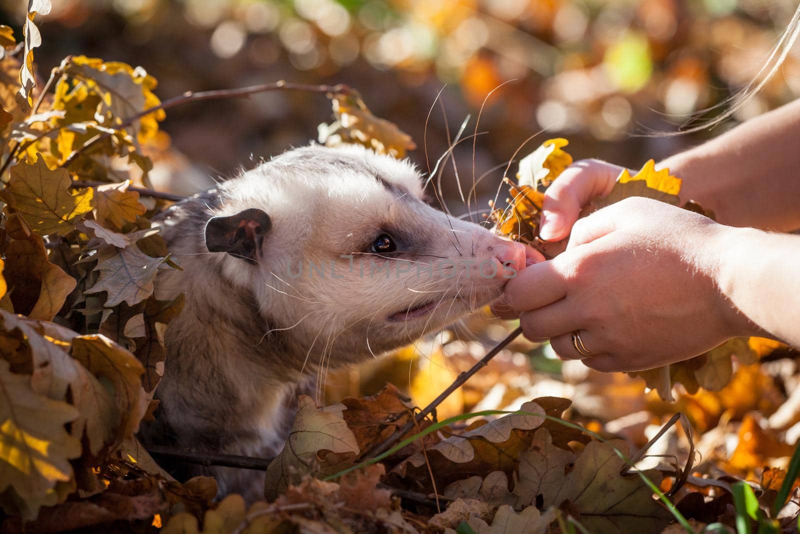 The Virginia opossum, Didelphis virginiana, in autumn park by RosaJay