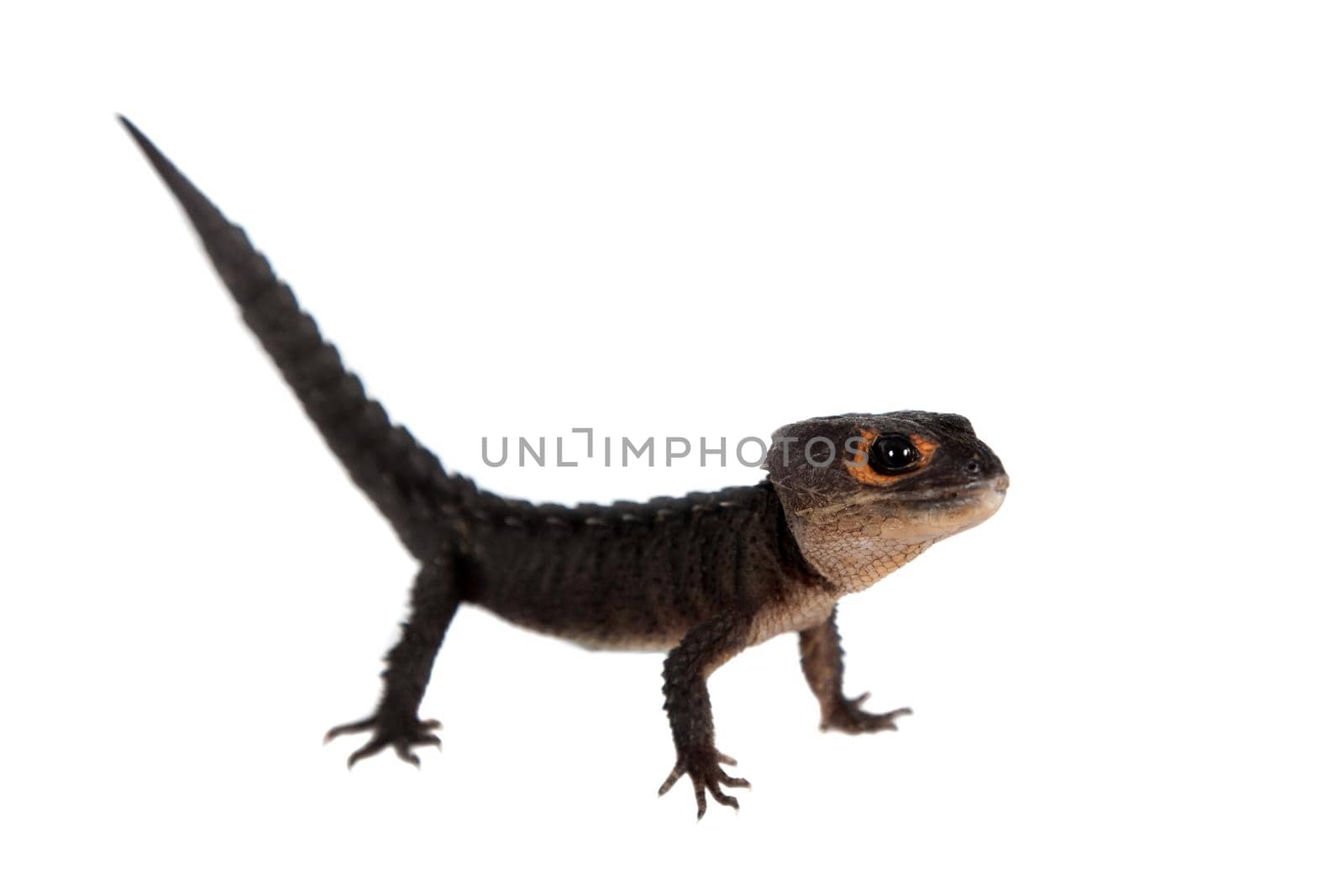 Red-eyed crocodile skinks, tribolonotus gracilis, on white by RosaJay