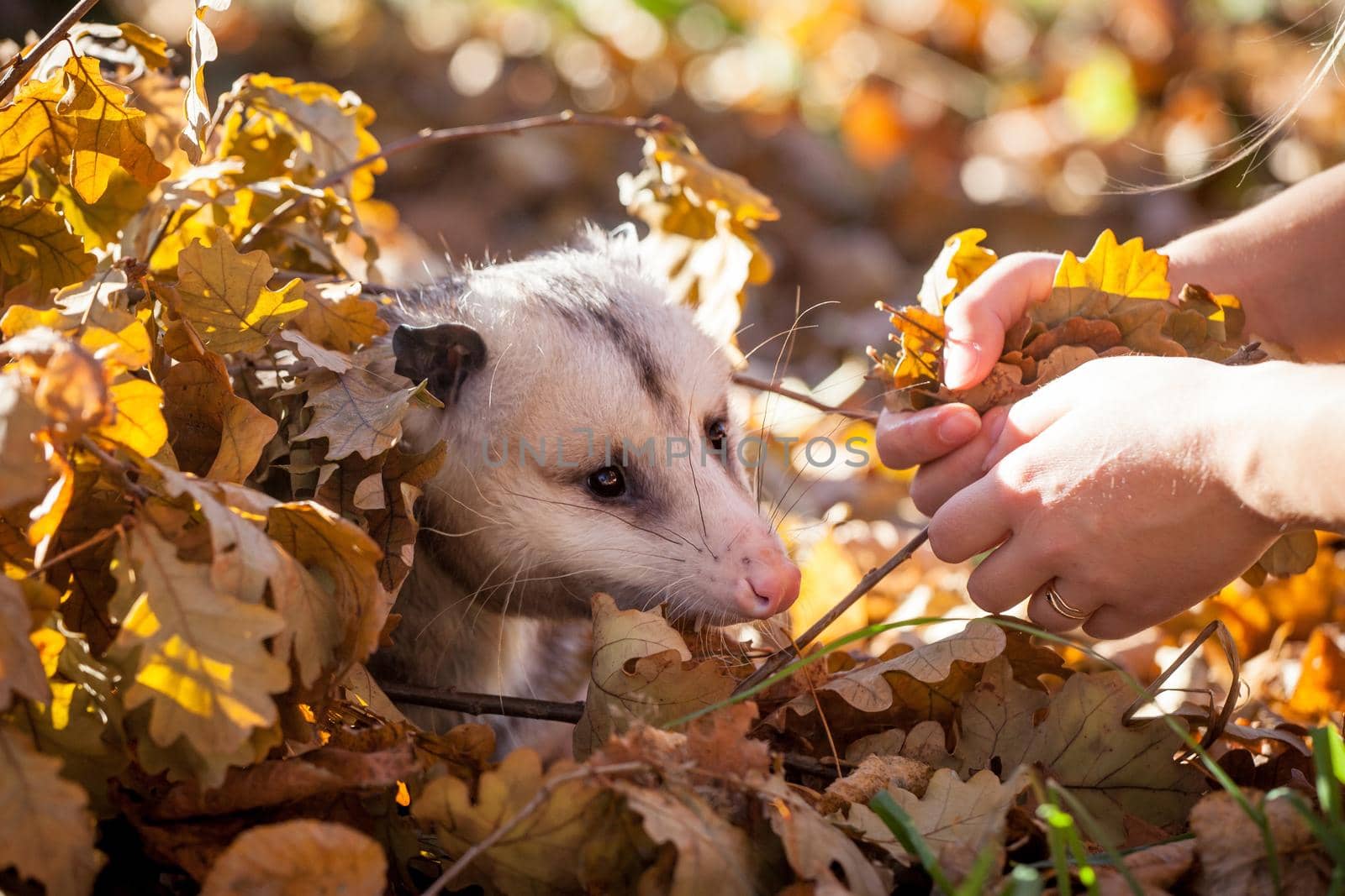 The Virginia or North American opossum, Didelphis virginiana, in autumn park