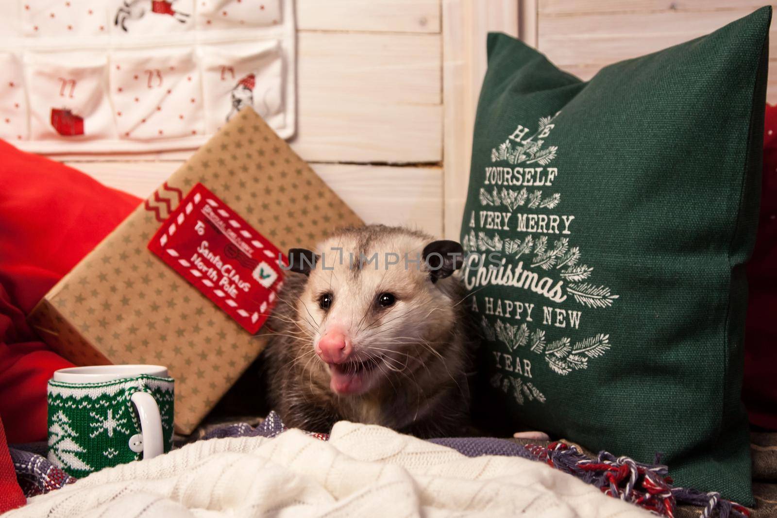 The Virginia or North American opossum, Didelphis virginiana in Christmass decorations. New Years celebration.