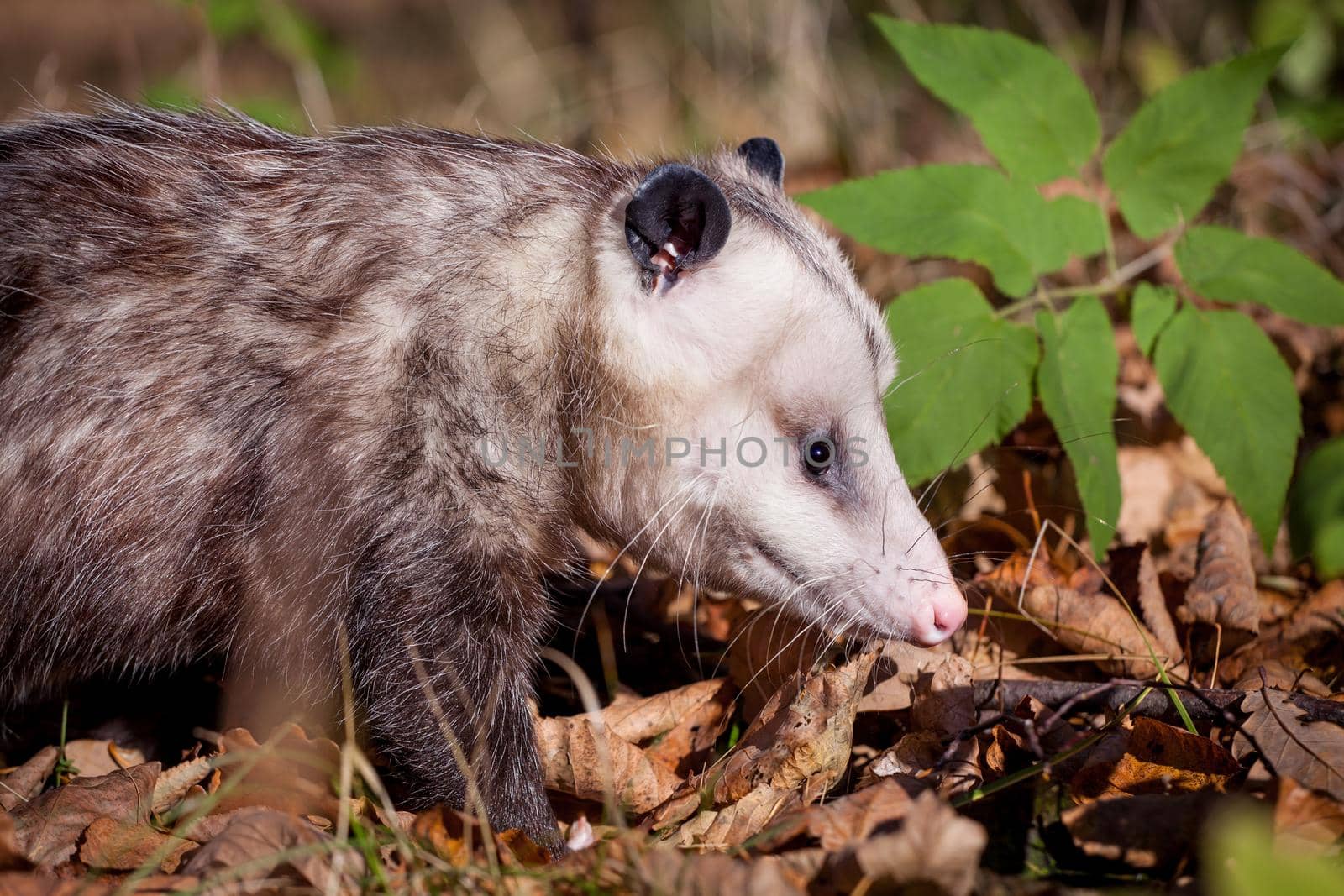 The Virginia opossum, Didelphis virginiana, in autumn park by RosaJay