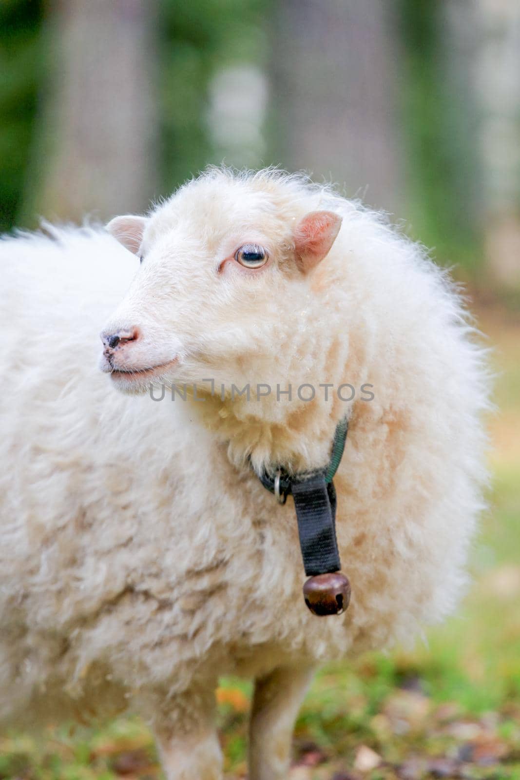 Dwarf white sheep in forest by RosaJay
