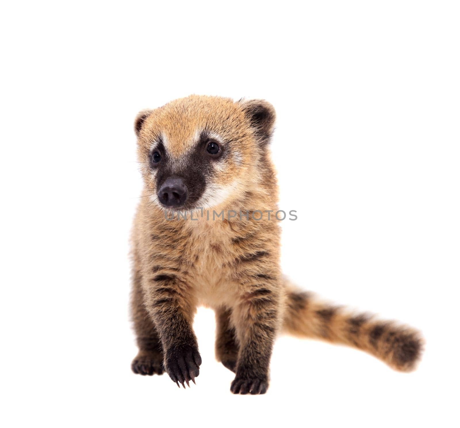 South American coati, Nasua nasua, baby on white by RosaJay