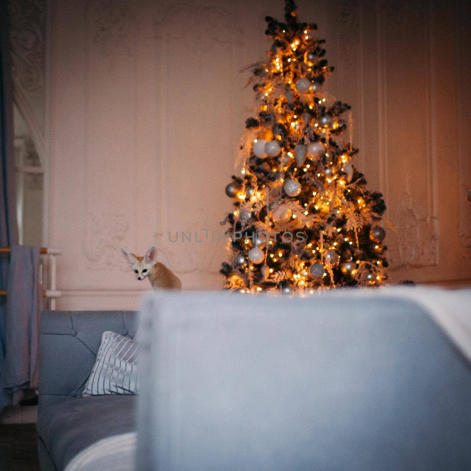 Pretty Fennec fox cub in decorated room with Christmass tree. by RosaJay