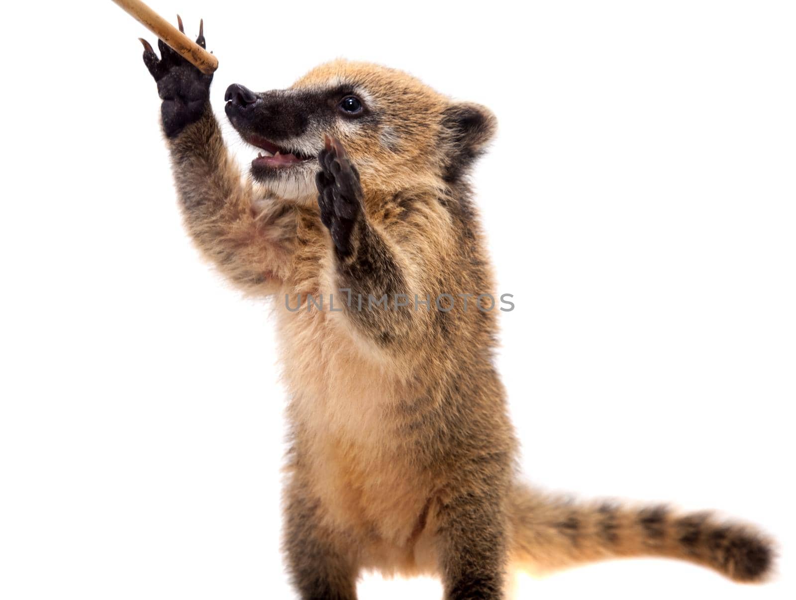 South American coati, Nasua nasua, baby isolated on white background