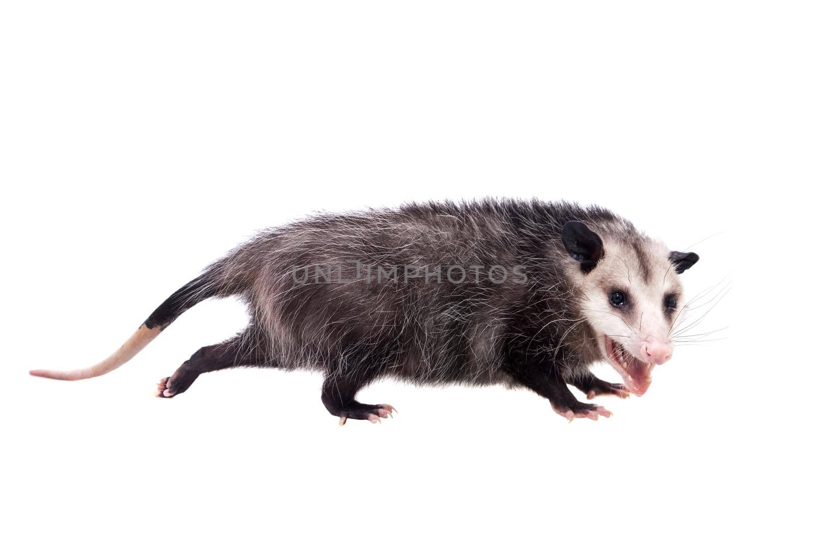 The Virginia or North American opossum, Didelphis virginiana, isolated on white background