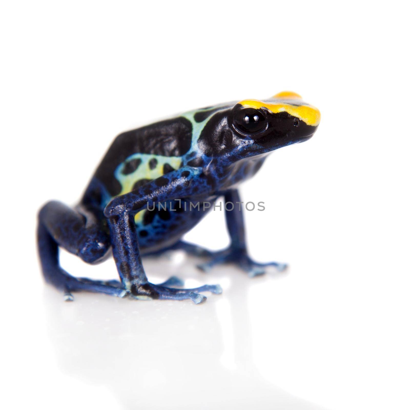 Robertus dyeing poison dart frog, Dendrobates tinctorius, on white by RosaJay