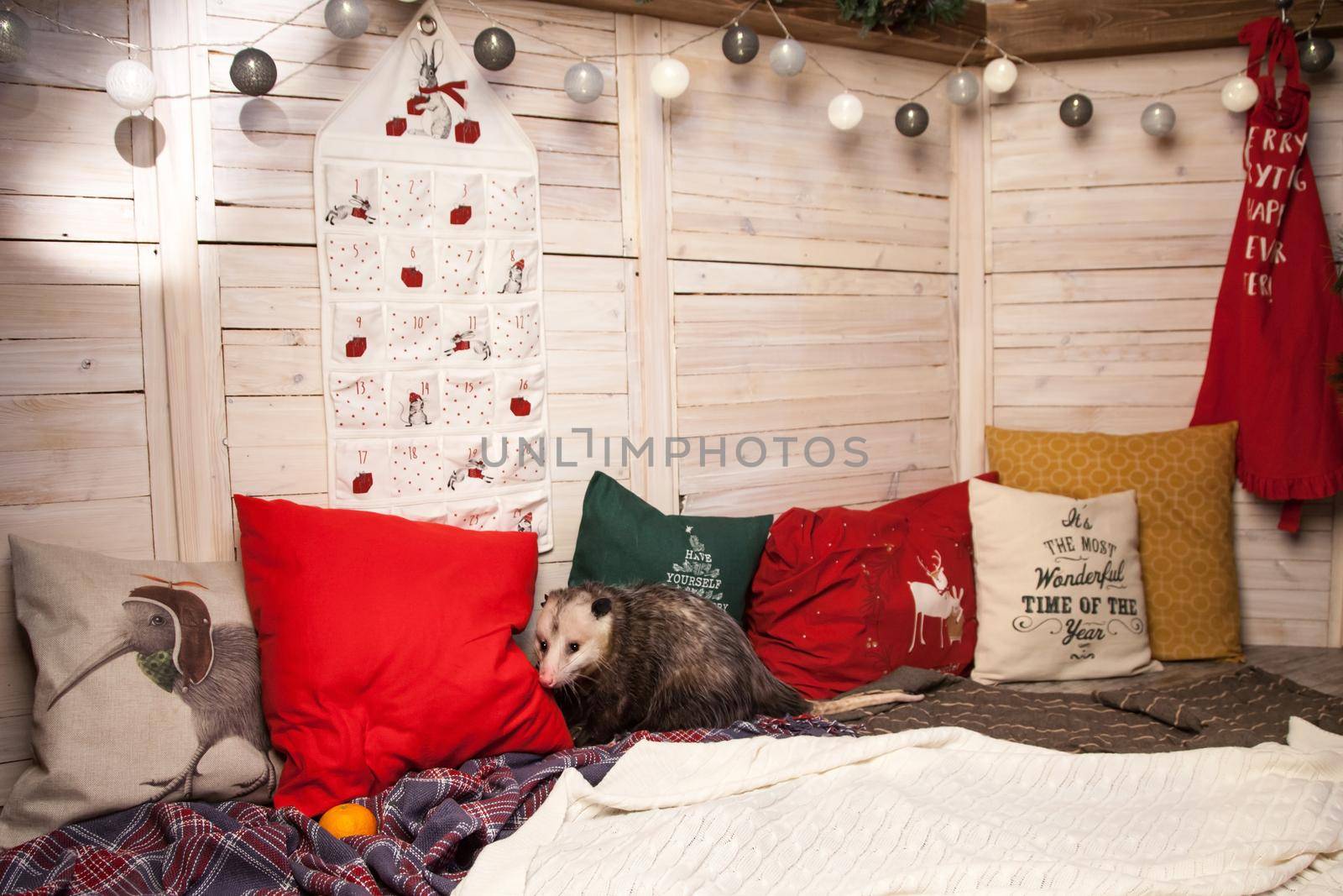 Pretty Virginia opossum in Christmass or New year decorations by RosaJay