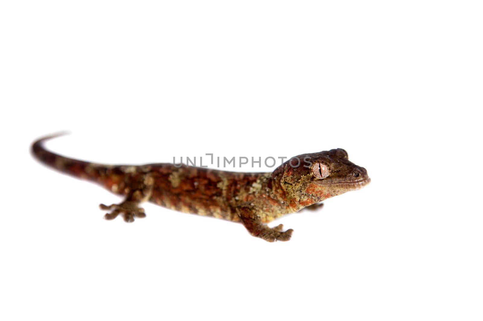 Mossy New Caledonian gecko, Rhacodactylus chahoua, isolated on white background