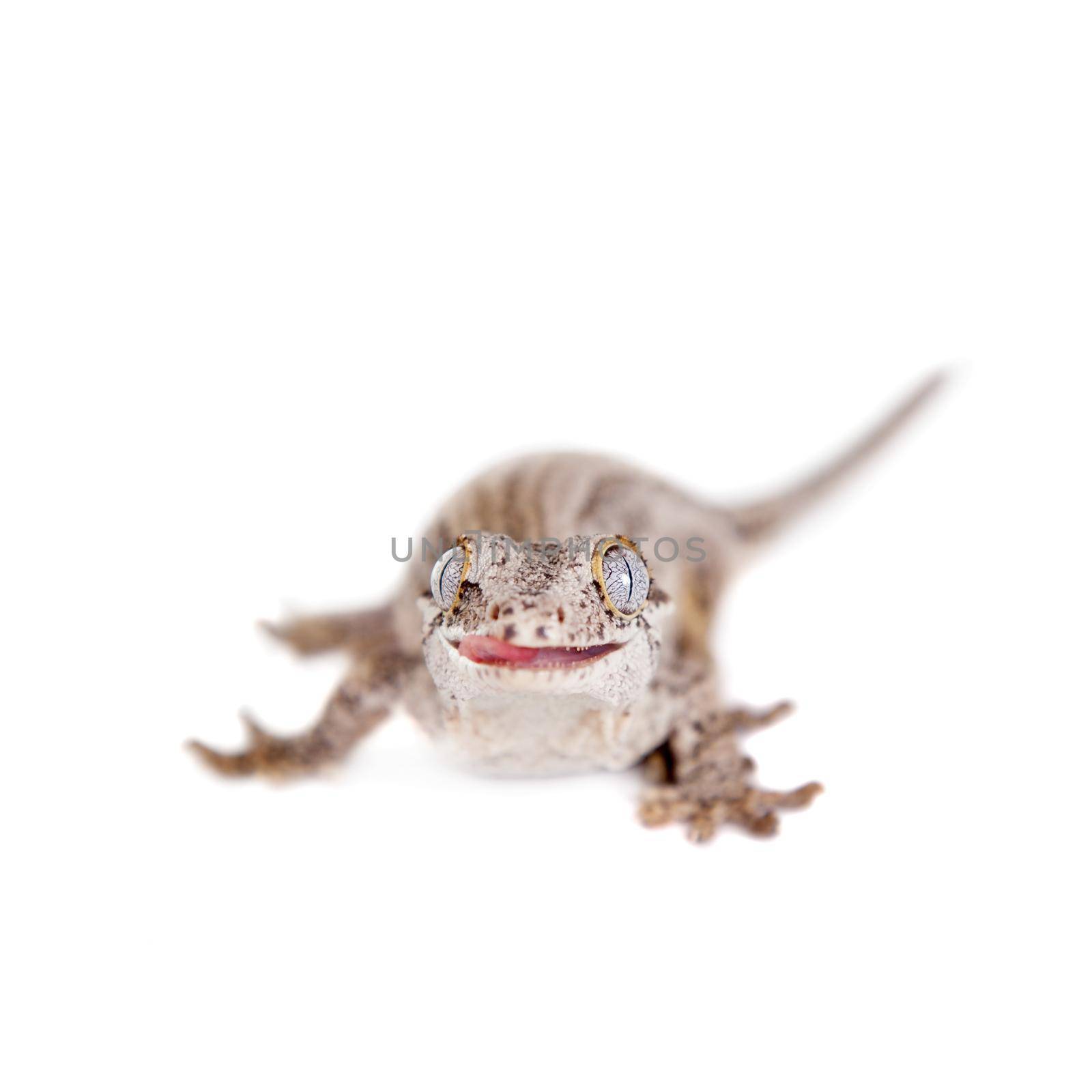 The gargoyle, New Caledonian bumpy gecko on white by RosaJay