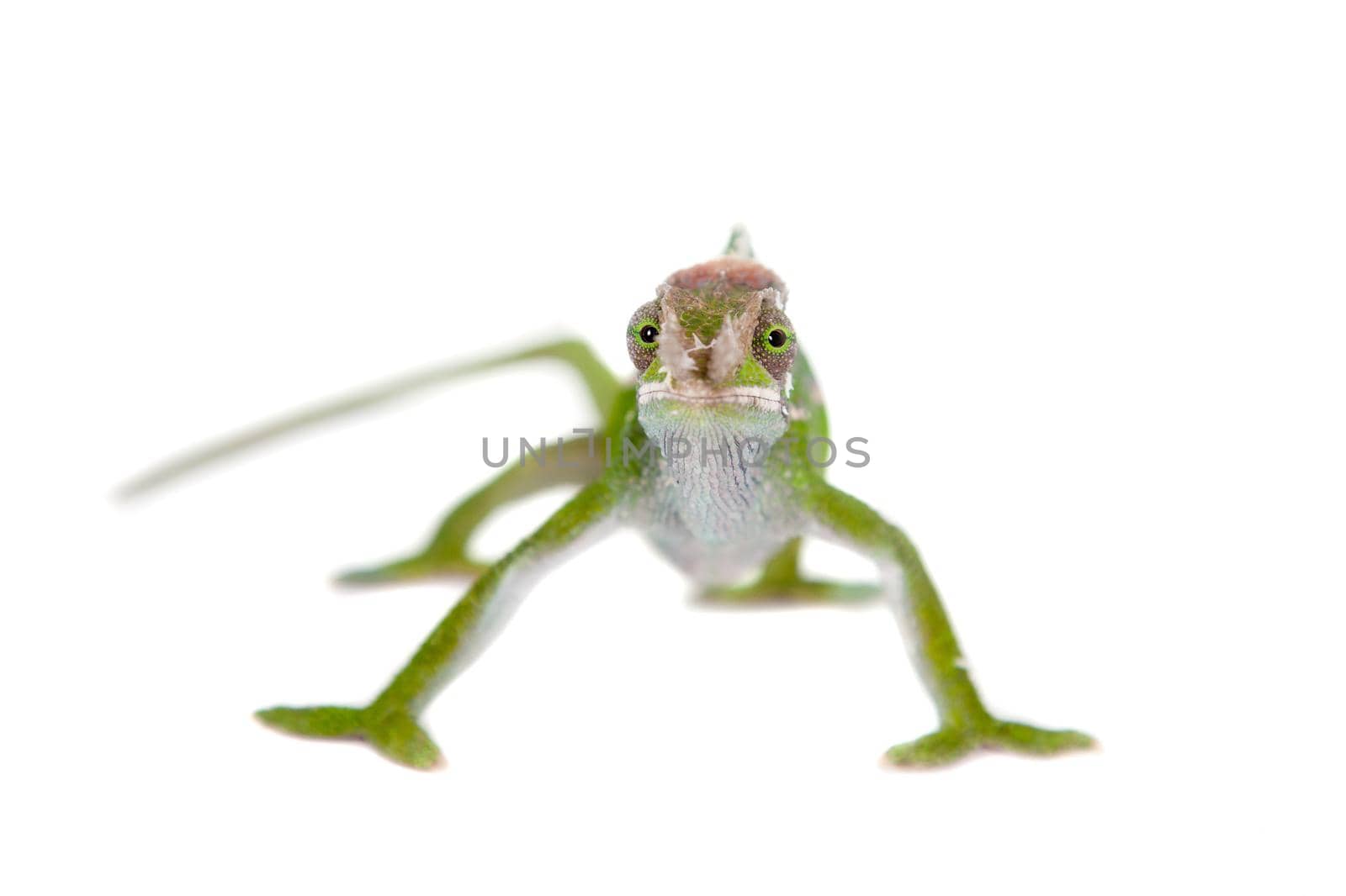 Fischer's chameleon, Kinyongia fischeri on white by RosaJay