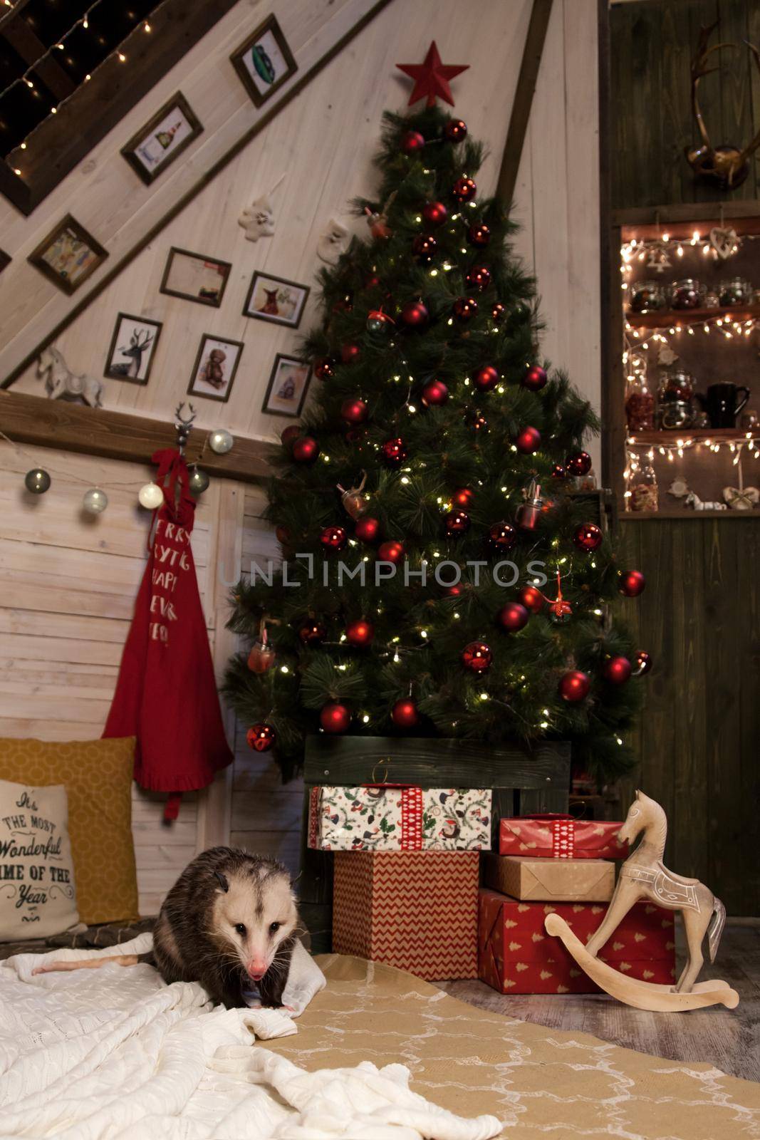 The Virginia or North American opossum, Didelphis virginiana in decorated room with Christmass tree. New Years celebration.