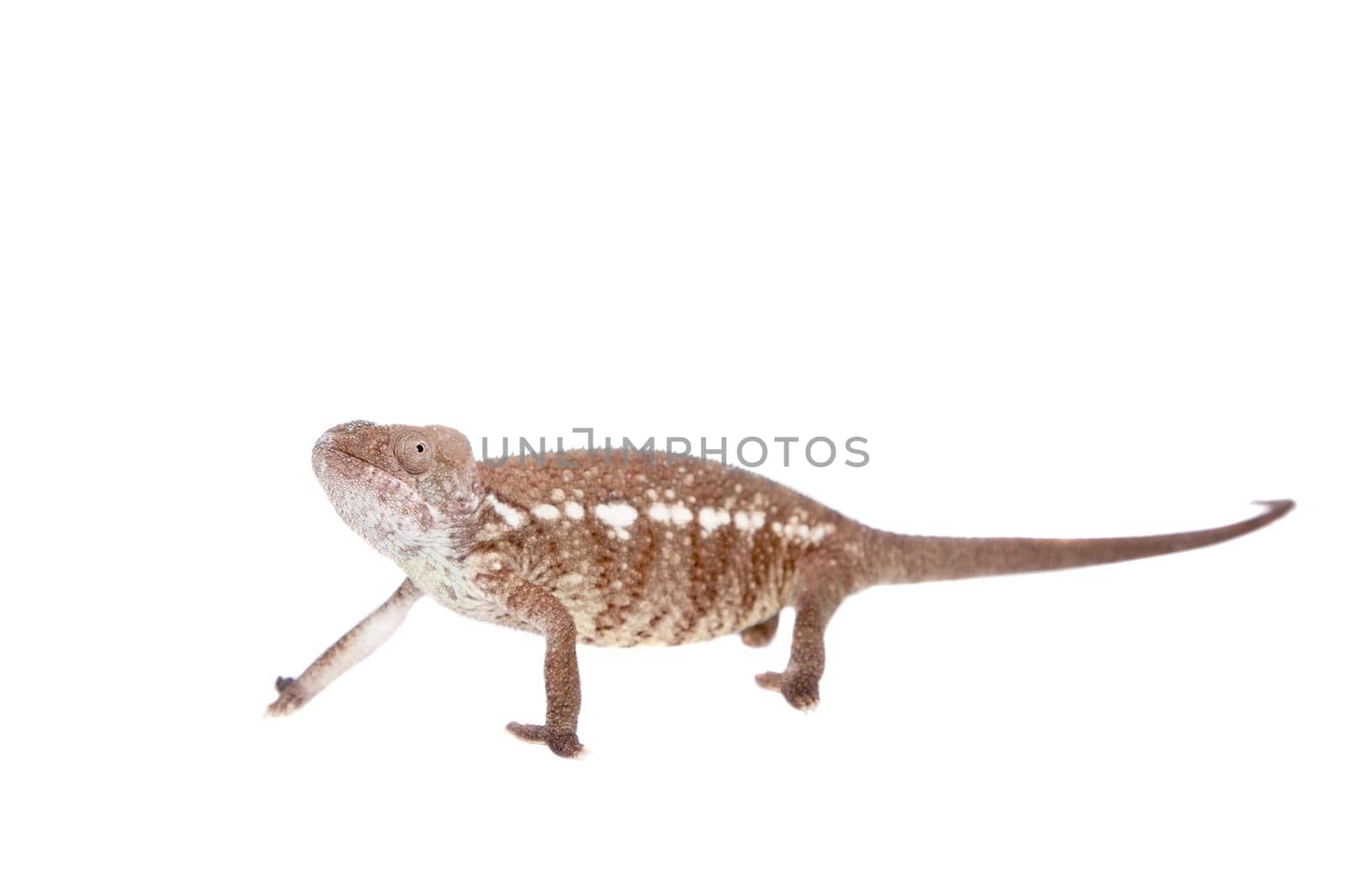 The Oustalet's or Malagasy giant chameleon, Furcifer oustaleti, female isolated on white