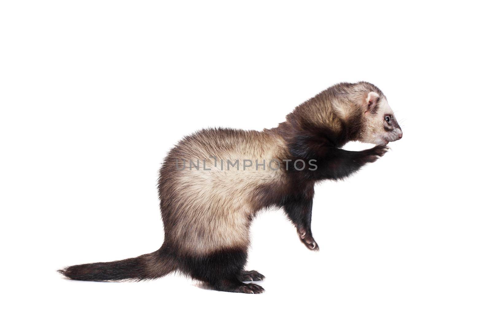 Ferret, 10 years old, isolated over white background