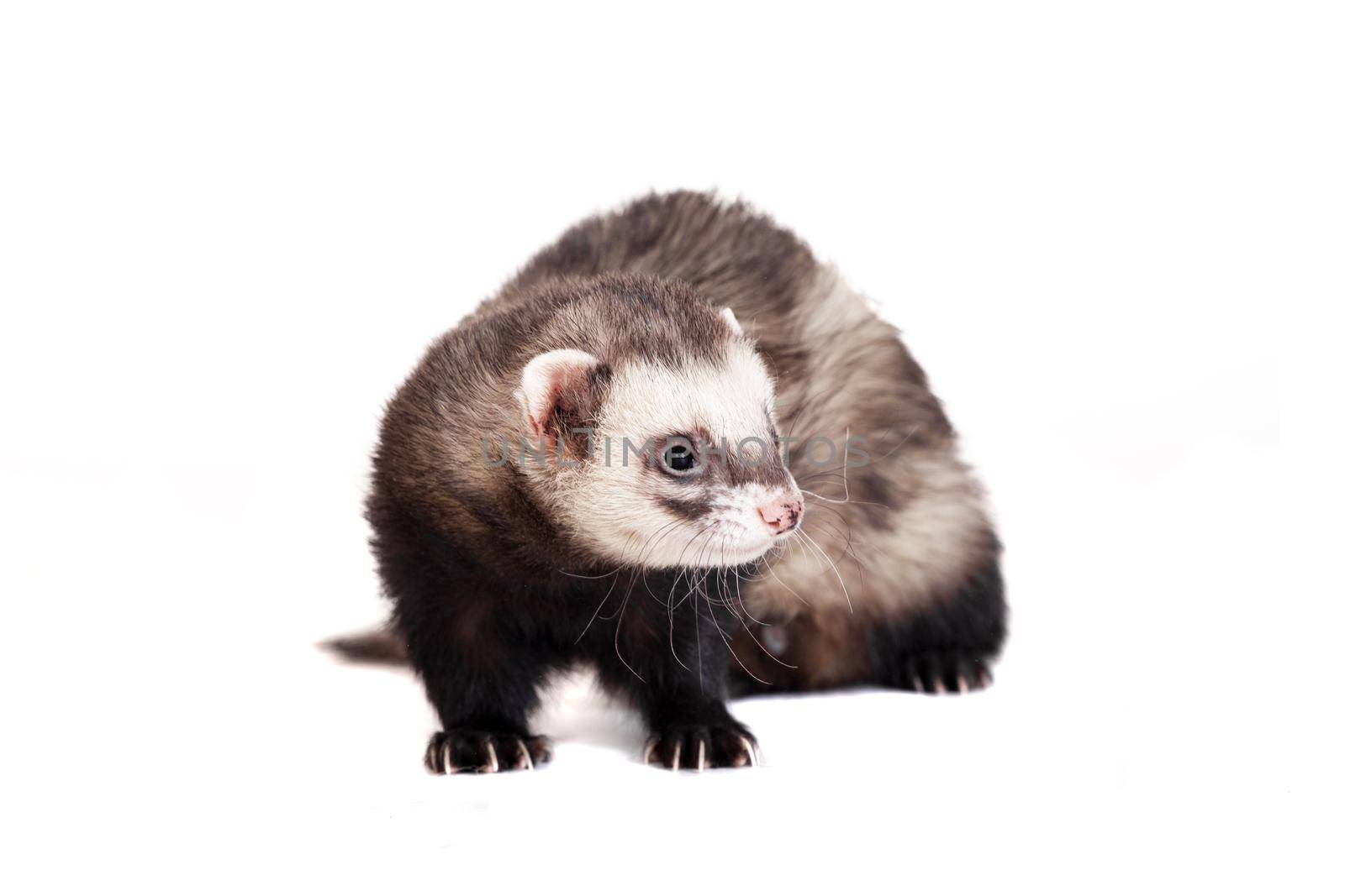 Ferret, 10 years old, isolated over white background