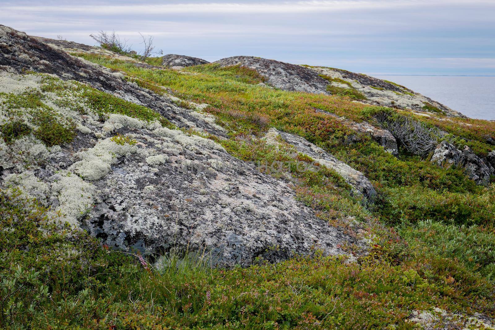 Landscape of the White sea with rocks and mosses