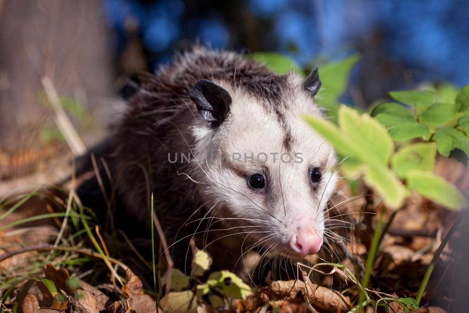 The Virginia or North American opossum, Didelphis virginiana, in autumn park