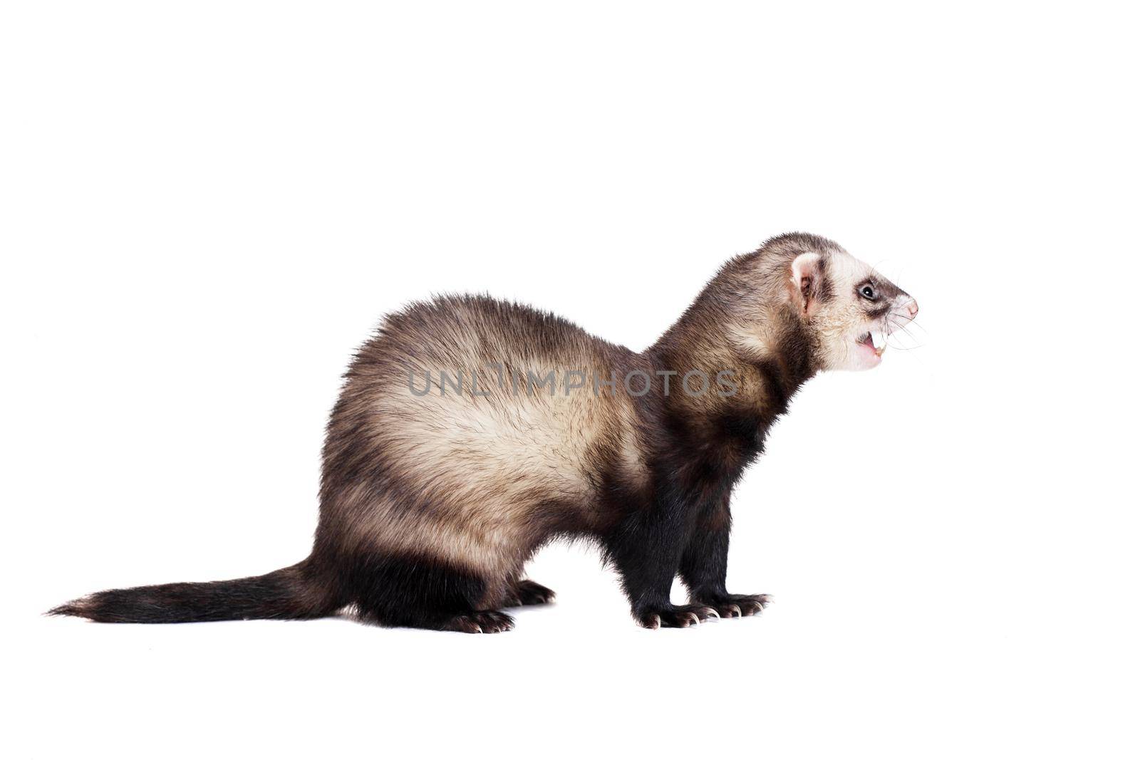 Ferret, 10 years old, isolated over white background