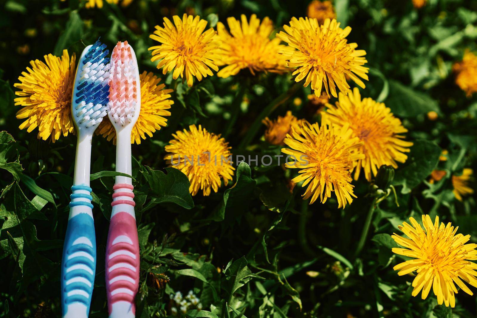 a small brush with a long handle, used for cleaning the teeth. Two toothbrushes on a green and yellow dandelion carpet.