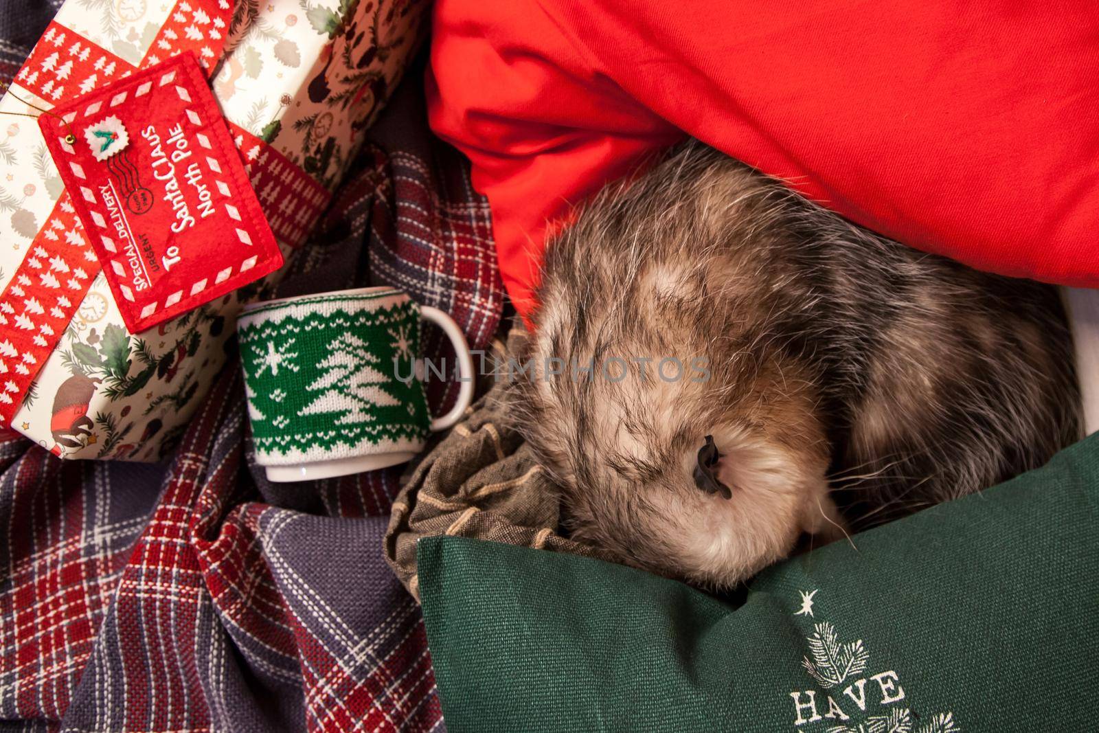 The Virginia or North American opossum, Didelphis virginiana in Christmass decorations. New Years celebration.