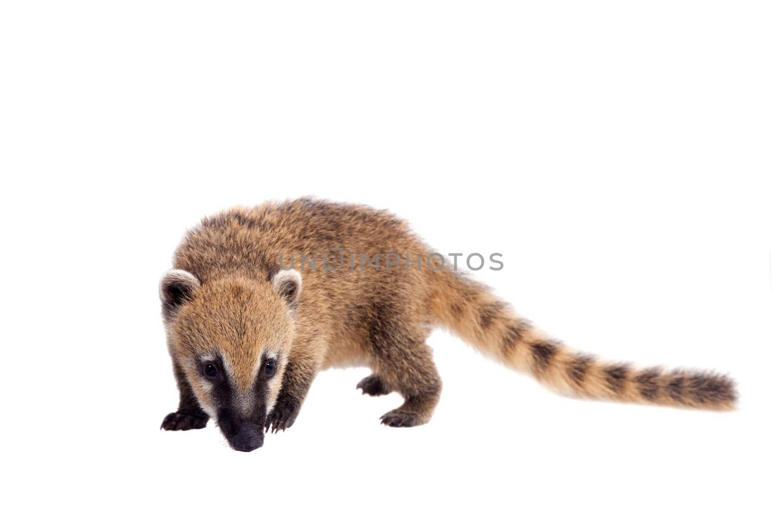 South American coati, Nasua nasua, baby on white by RosaJay