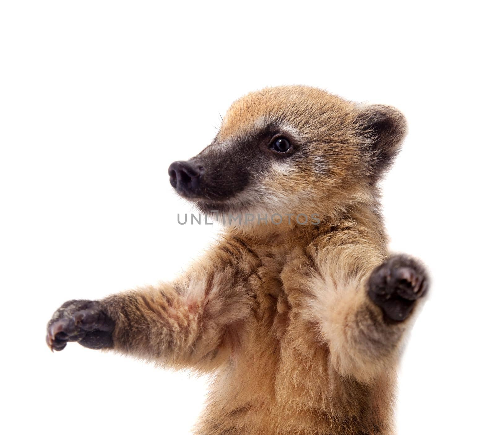 South American coati, Nasua nasua, baby isolated on white background