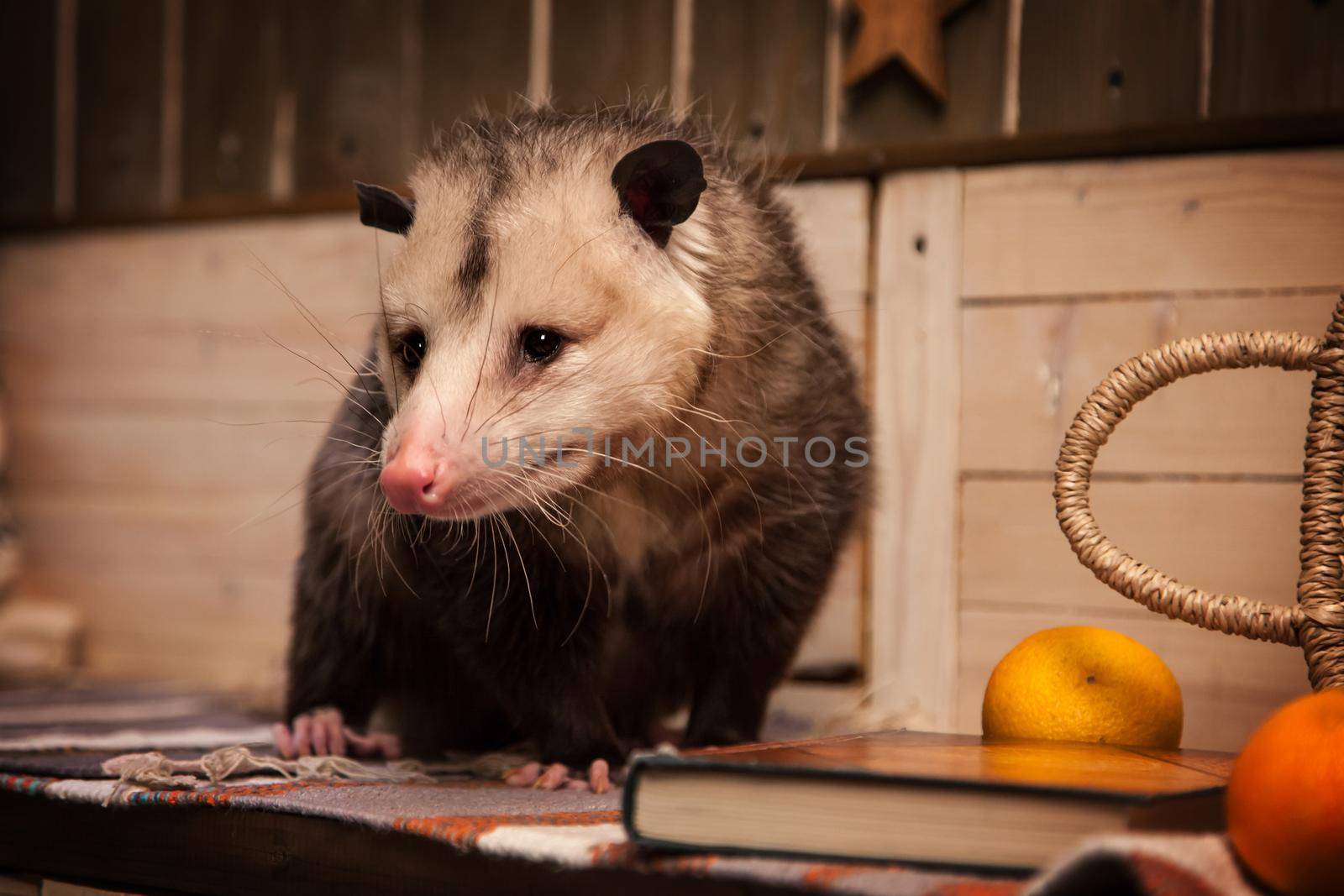 The Virginia or North American opossum, Didelphis virginiana in decorated room with Christmass tree. New Years celebration.