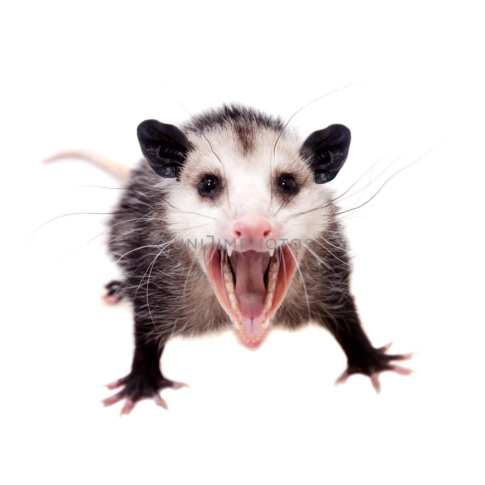 The Virginia opossum, Didelphis virginiana, on white by RosaJay