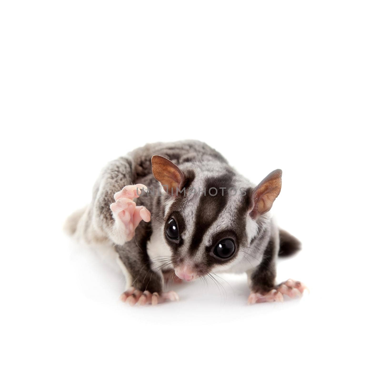 Sugar glider, Petaurus breviceps, on white by RosaJay