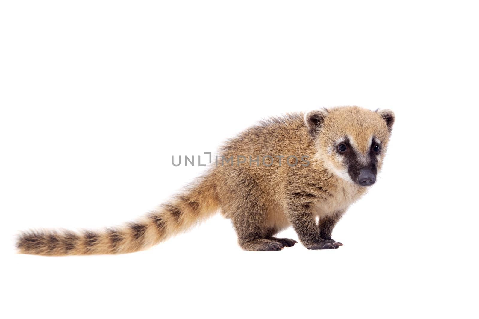 South American coati, Nasua nasua, baby isolated on white background