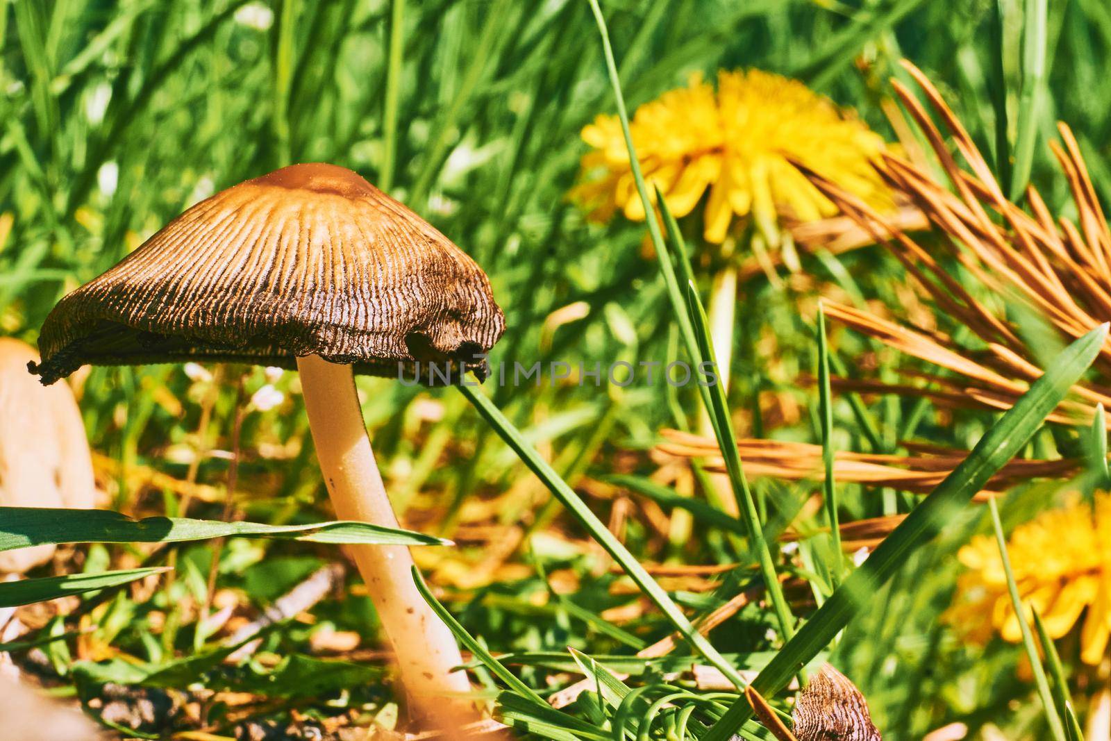 a fungal growth that typically takes the form of a domed cap on a stalk, with gills on the underside of the cap.