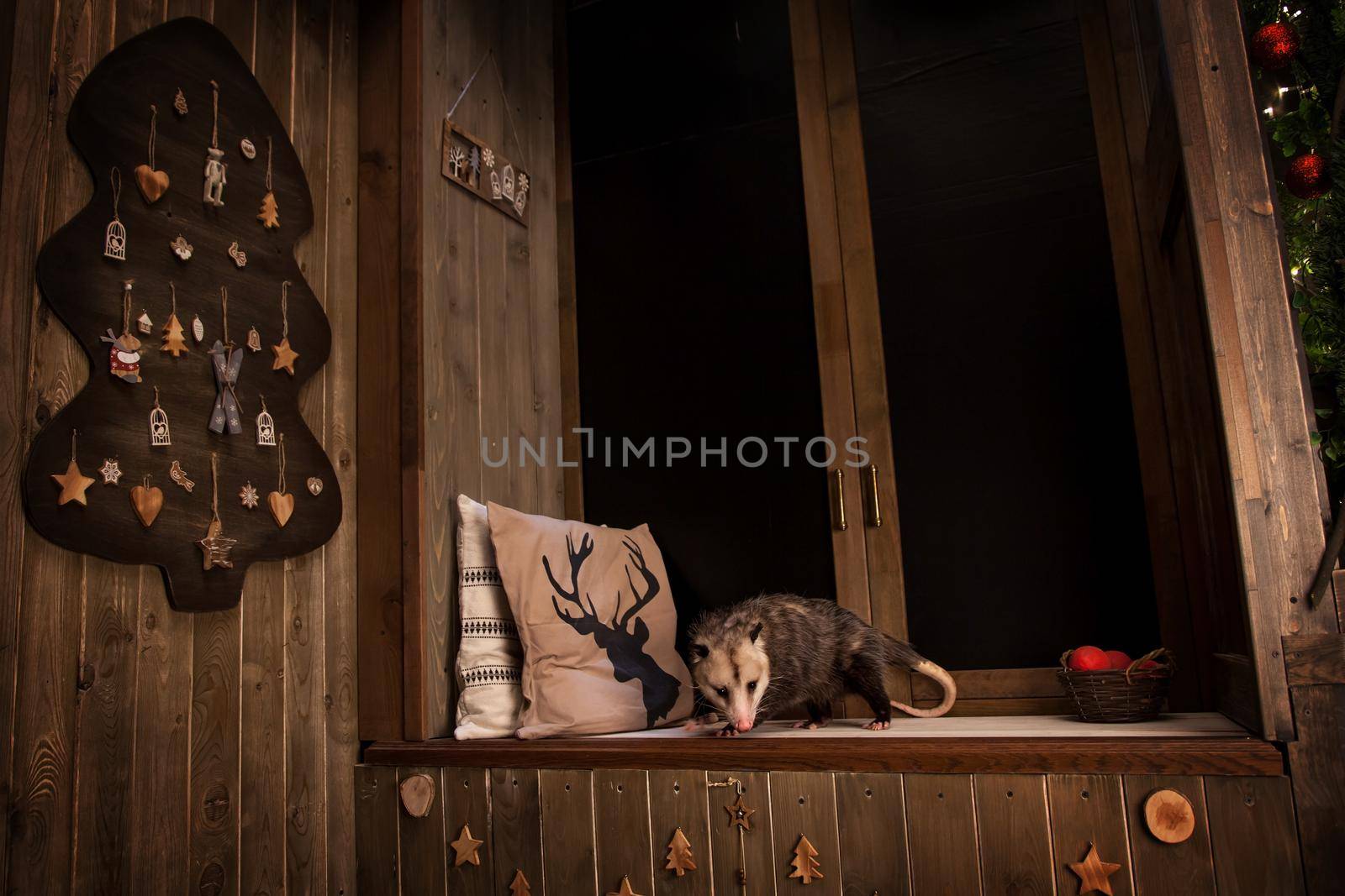 The Virginia or North American opossum, Didelphis virginiana in decorated room with Christmass tree. New Years celebration.