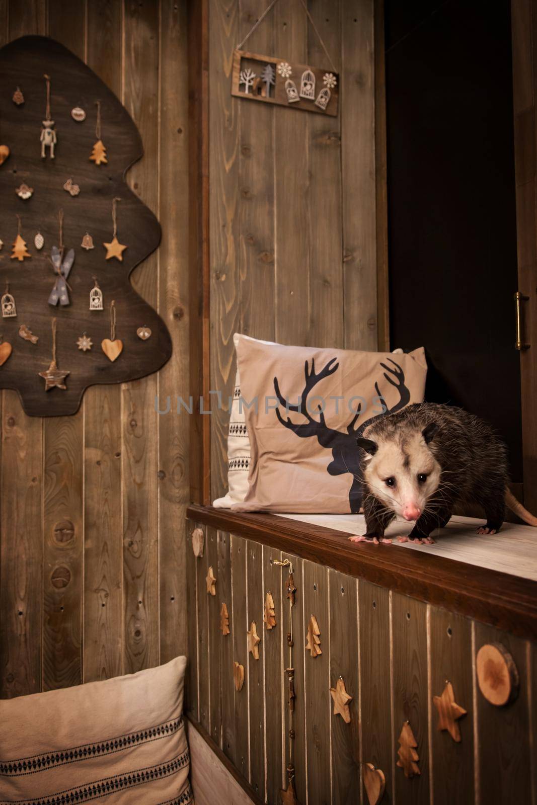 The Virginia opossum in decorated room with Christmass tree. by RosaJay
