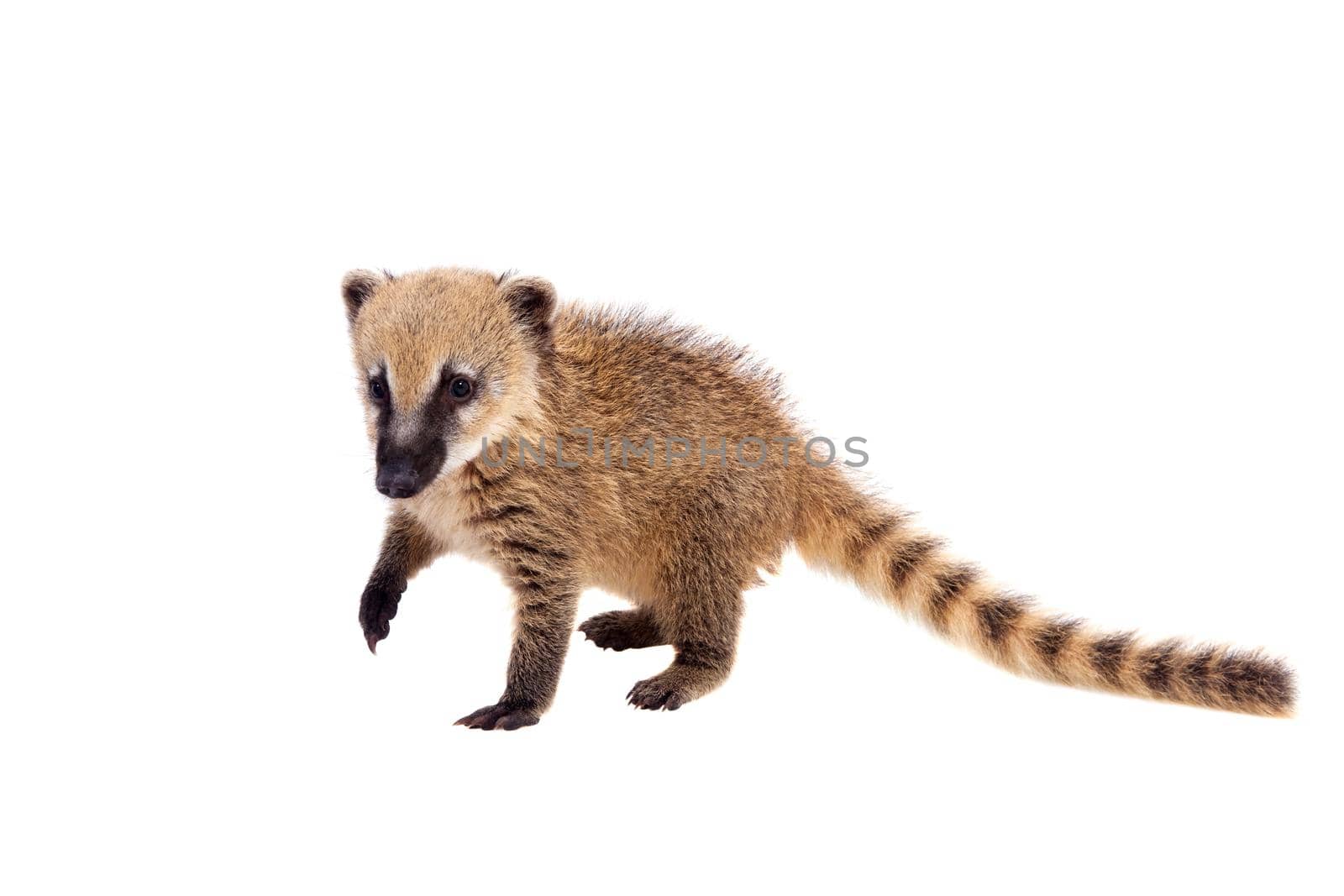 South American coati, Nasua nasua, baby isolated on white background