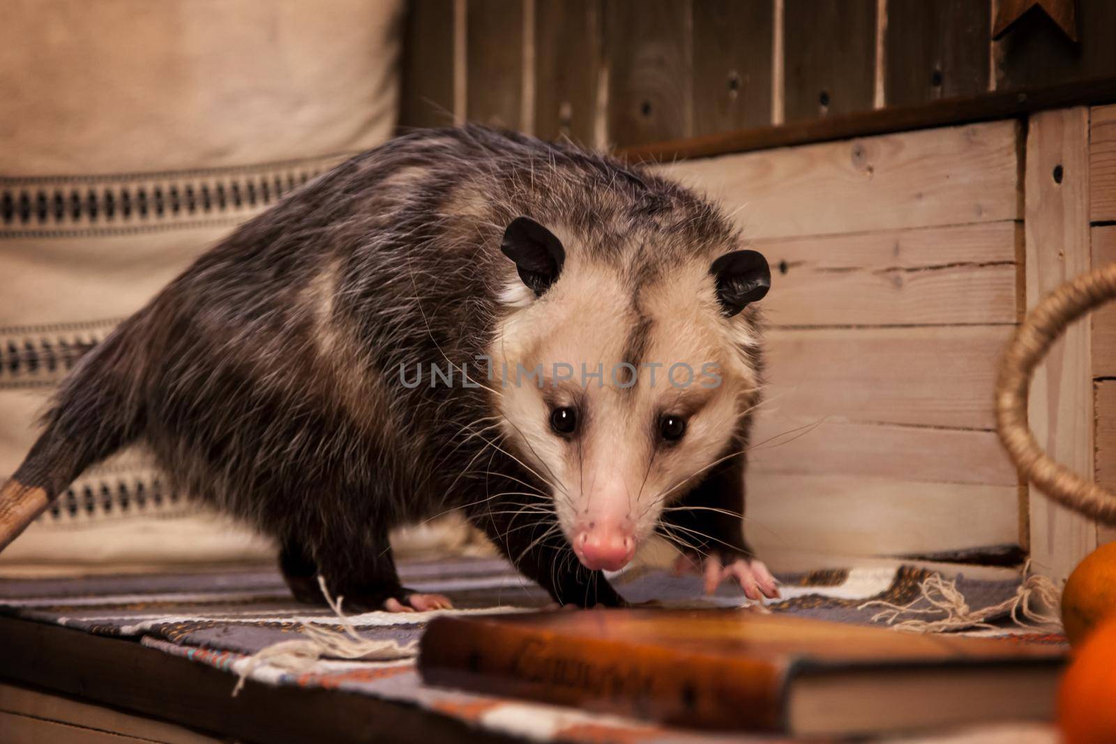 The Virginia opossum in decorated room with Christmass tree. by RosaJay