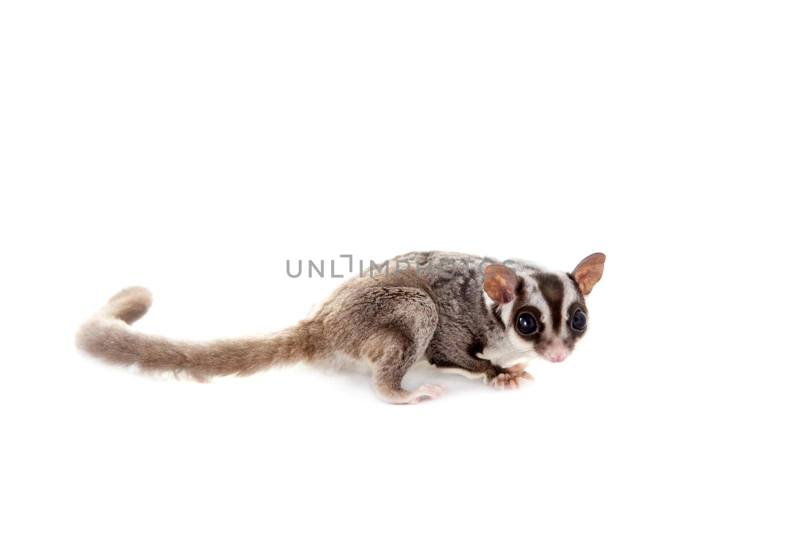 Sugar glider, Petaurus breviceps, on white by RosaJay