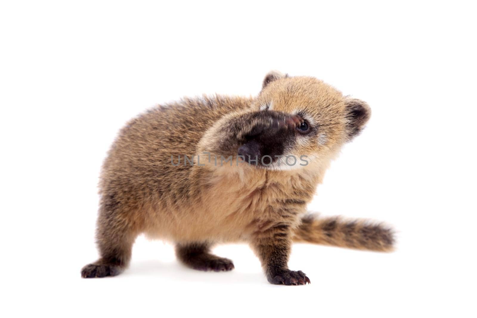 South American coati, Nasua nasua, baby isolated on white background