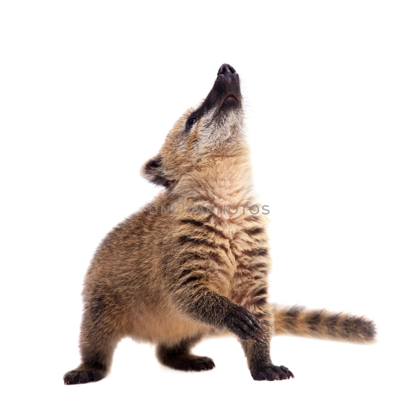 South American coati, Nasua nasua, baby isolated on white background