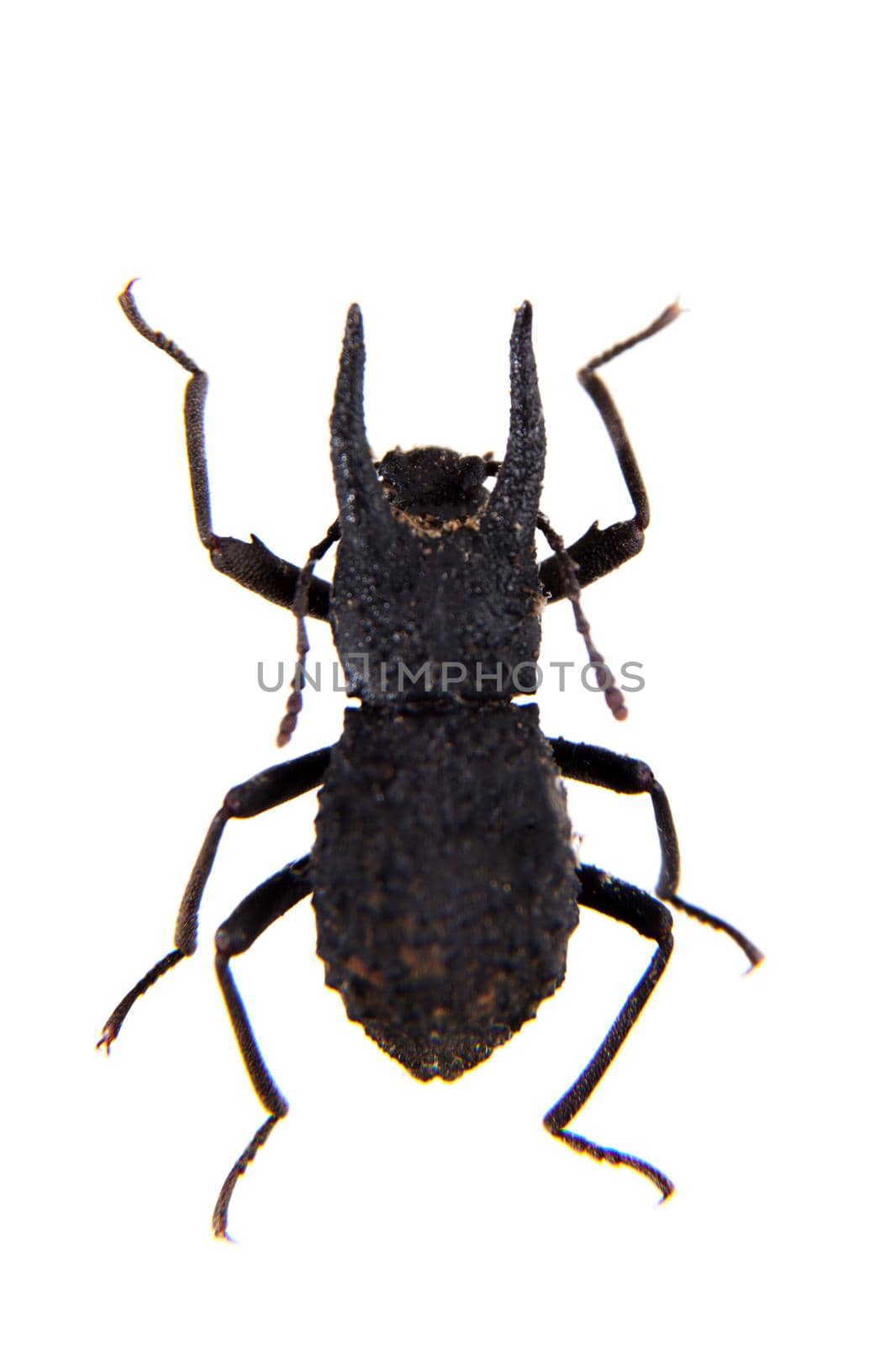 Carabus beetle in museum isolated on the white background