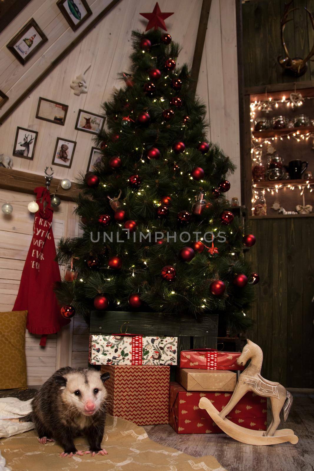 The Virginia opossum in decorated room with Christmass tree. by RosaJay
