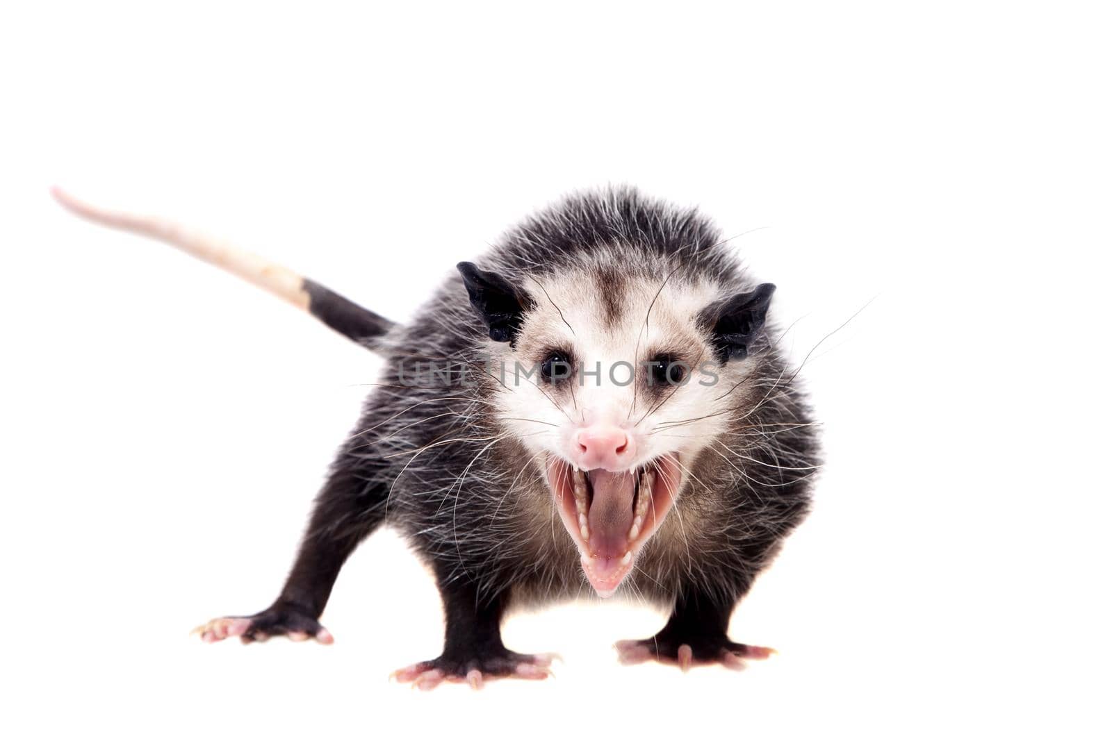 The Virginia opossum, Didelphis virginiana, on white by RosaJay