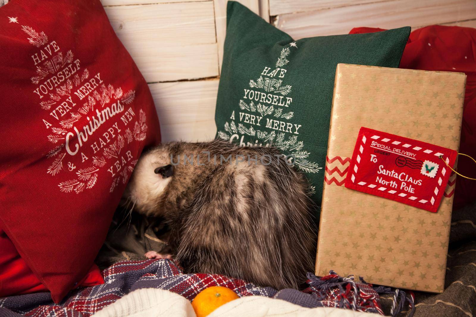 Pretty Virginia opossum in Christmass or New year decorations by RosaJay