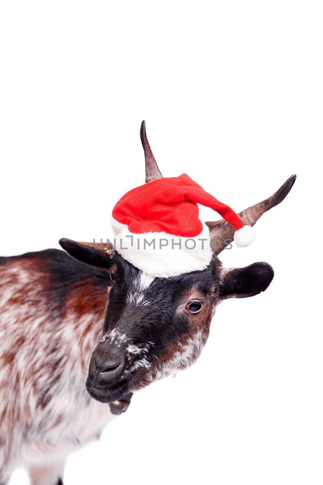 Portrait Of dwarf Goat in christmas hat On White by RosaJay