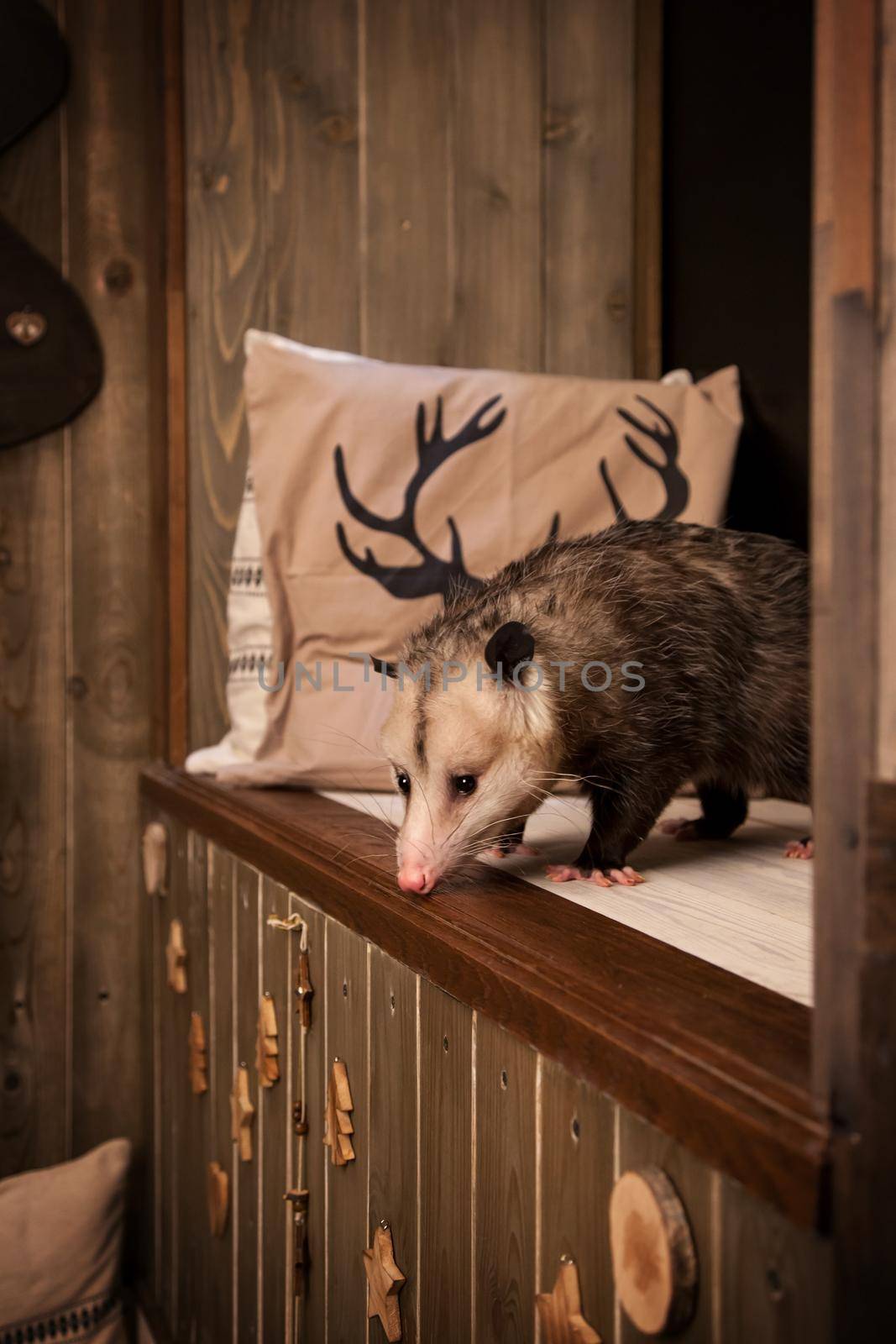 The Virginia or North American opossum, Didelphis virginiana in decorated room with Christmass tree. New Years celebration.