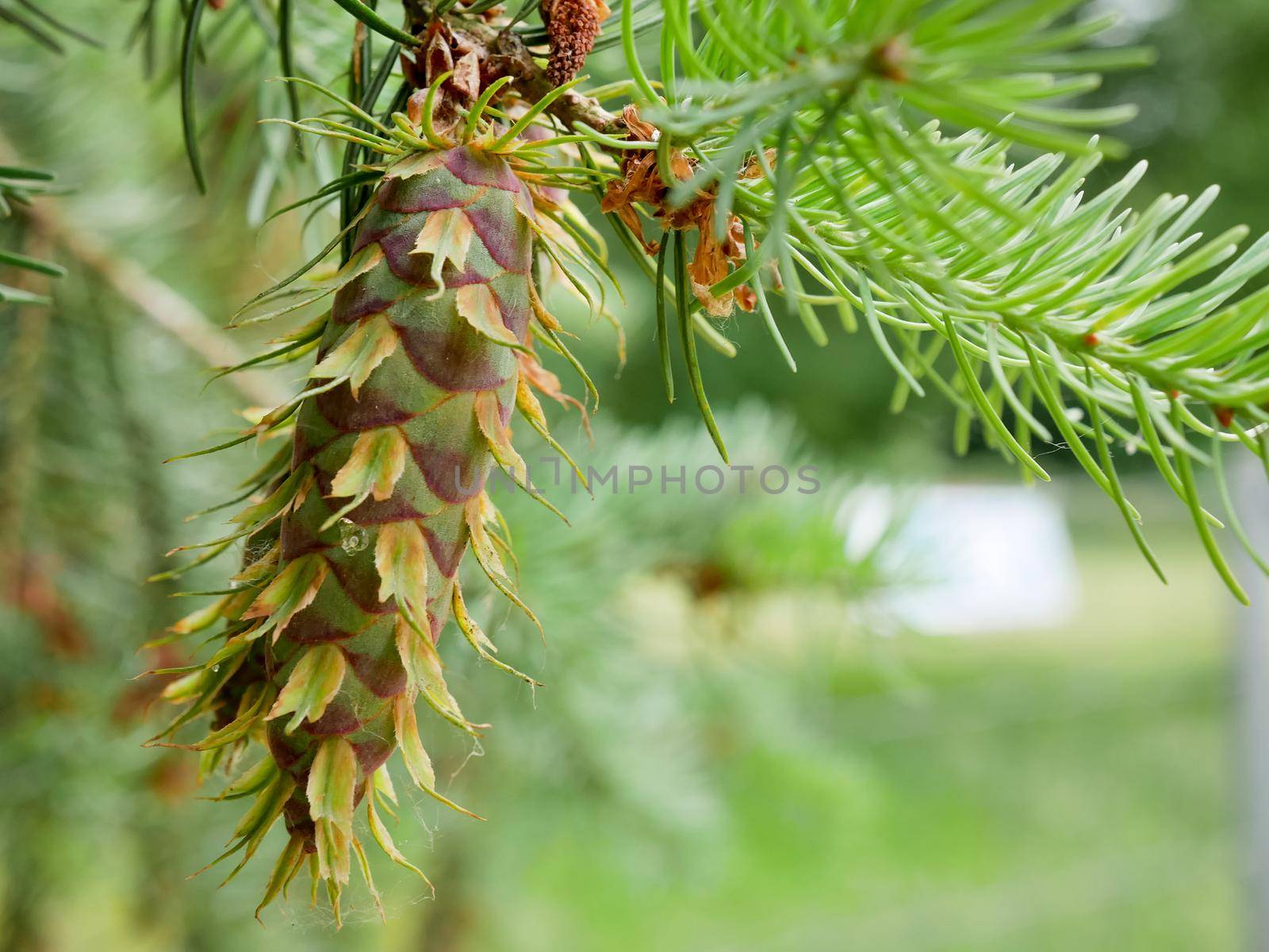 Two fresh healthy green pine tree cone, view from below