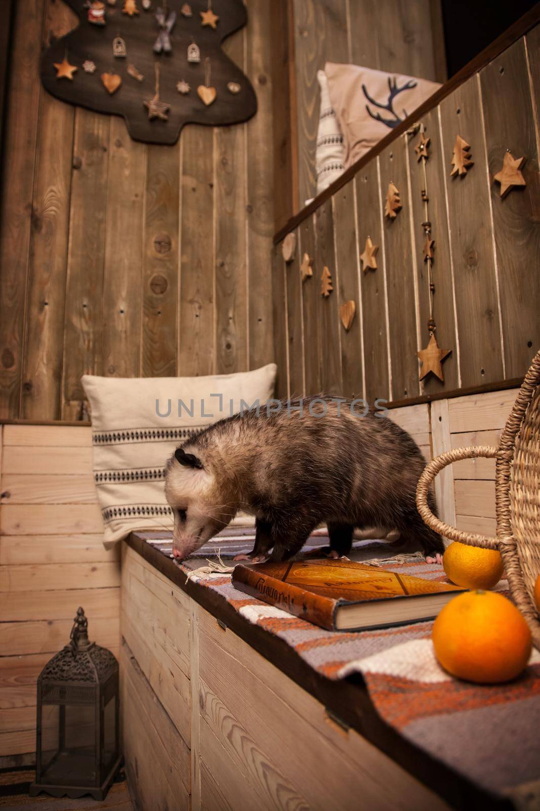 The Virginia or North American opossum, Didelphis virginiana in decorated room with Christmass tree. New Years celebration.