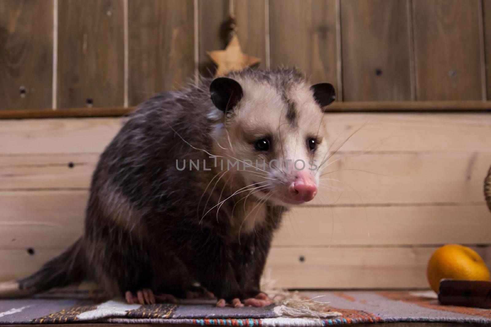 The Virginia or North American opossum, Didelphis virginiana in decorated room with Christmass tree. New Years celebration.